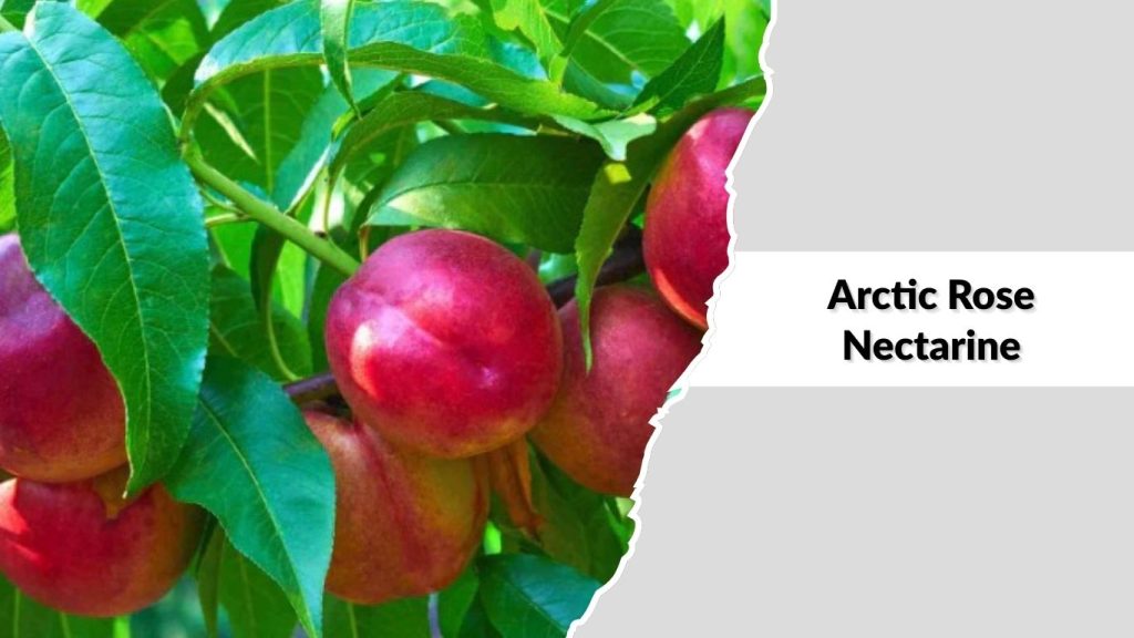 Arctic Rose Nectarine