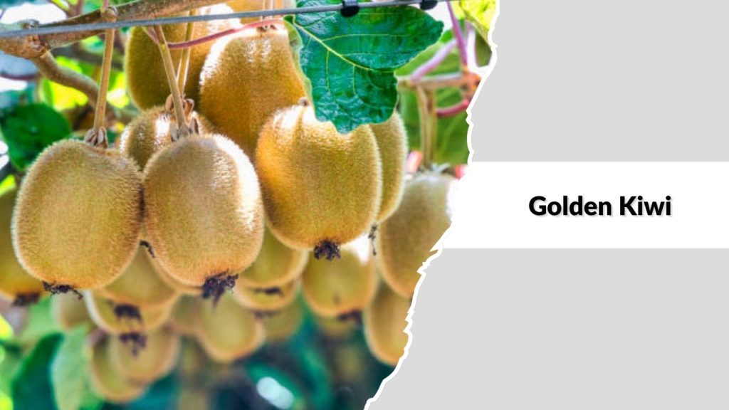  Golden Kiwi