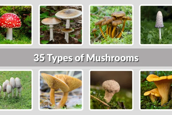 35 Types of Mushrooms Identification with Pictures