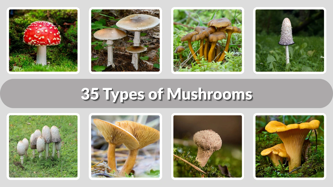 35 Types of Mushrooms Identification with Pictures