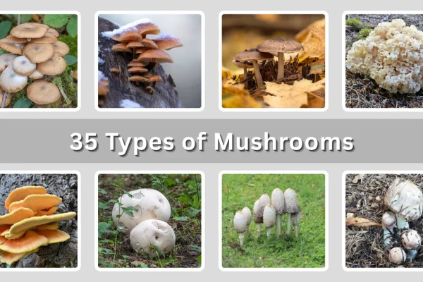 35 Types of Mushrooms Species Identification with Pictures