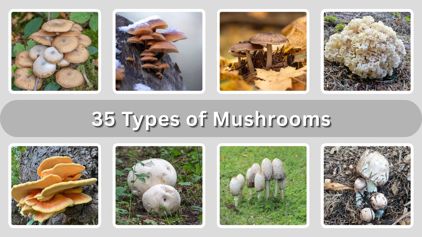 35 Types of Mushrooms Species Identification with Pictures