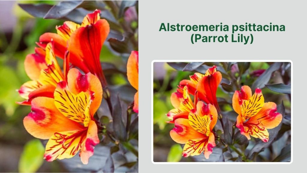 Alstroemeria psittacina (Parrot Lily)