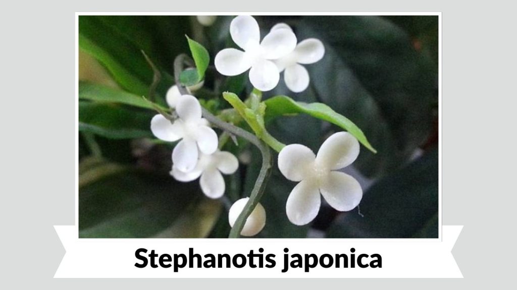 Stephanotis japonica