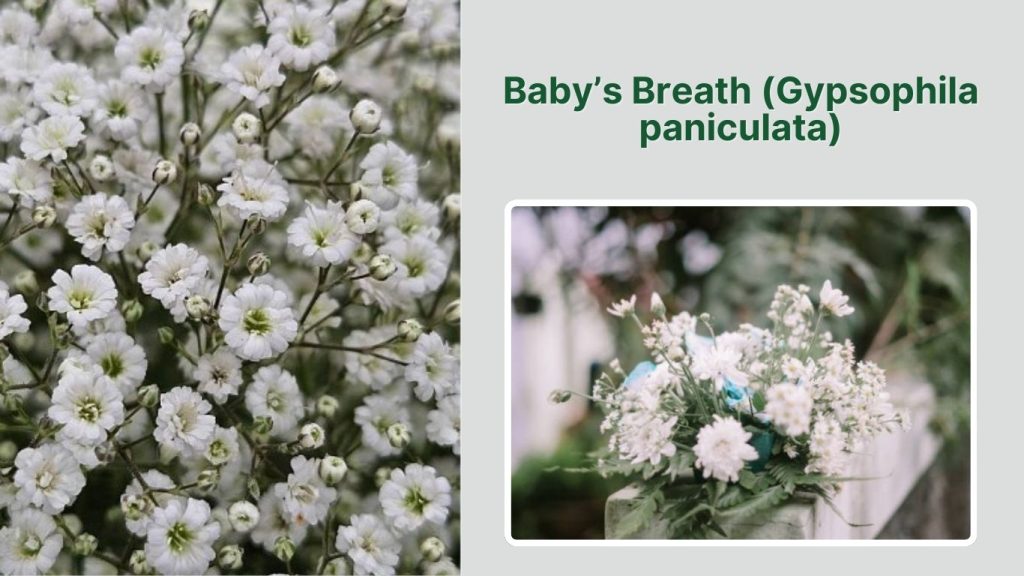 Baby’s Breath (Gypsophila paniculata)