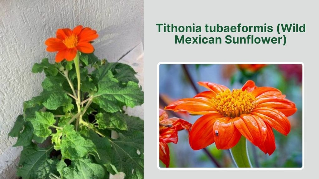 Tithonia tubaeformis (Wild Mexican Sunflower)