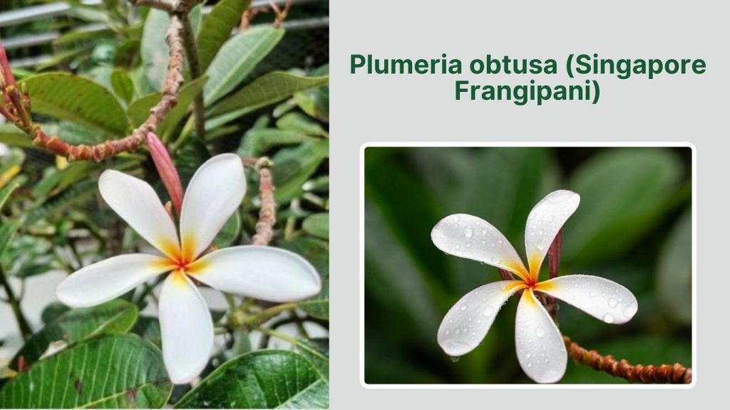  Plumeria obtusa (Singapore Frangipani)