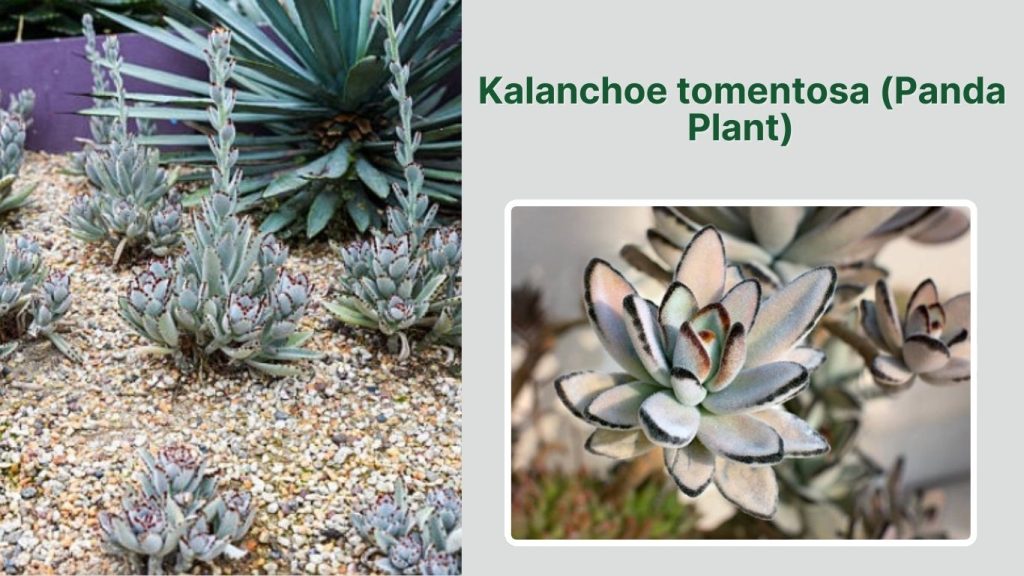  Kalanchoe tomentosa (Panda Plant)