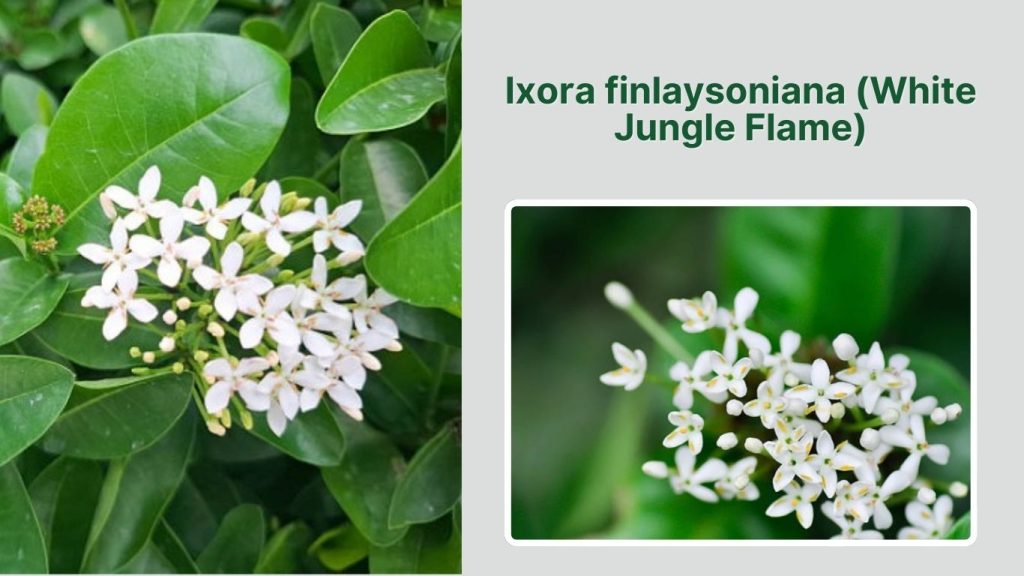 Ixora finlaysoniana (White Jungle Flame)