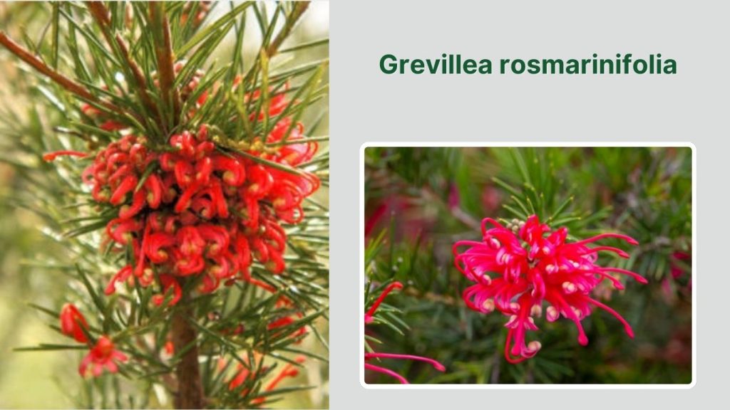 Grevillea rosmarinifolia