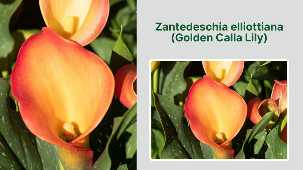 Zantedeschia elliottiana (Golden Calla Lily)