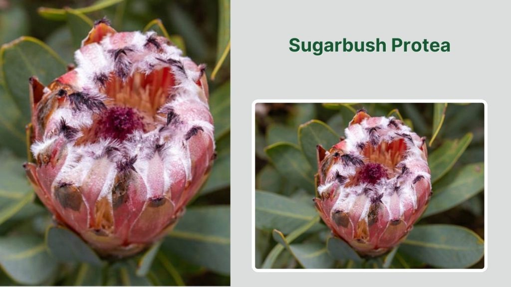 Sugarbush Protea