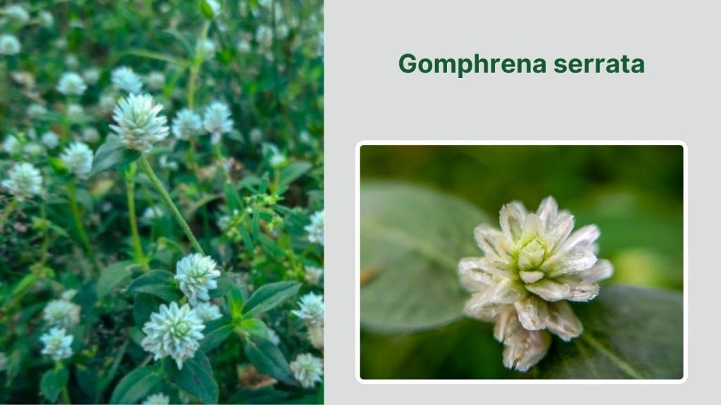 Gomphrena serrata