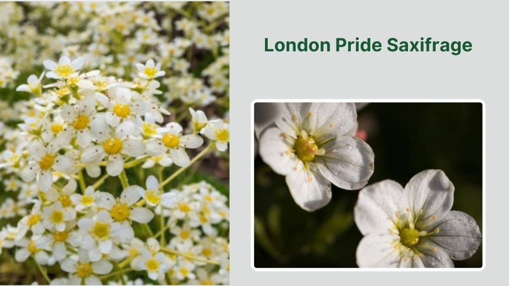  London Pride Saxifrage