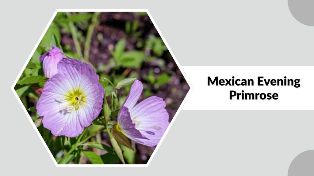 Mexican Evening Primrose