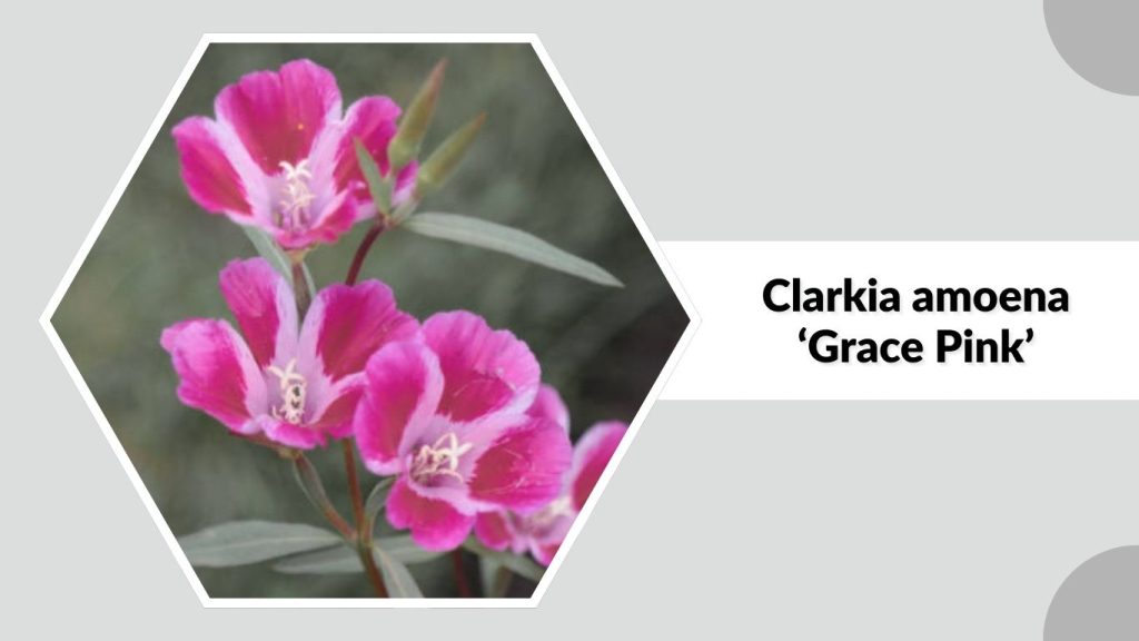 Clarkia amoena ‘Grace Pink’