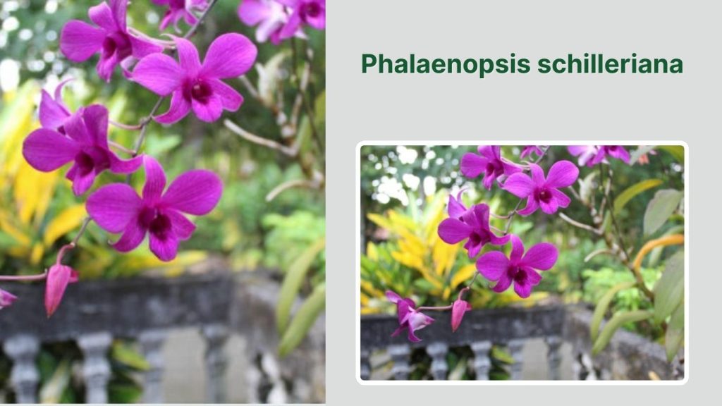 Phalaenopsis schilleriana