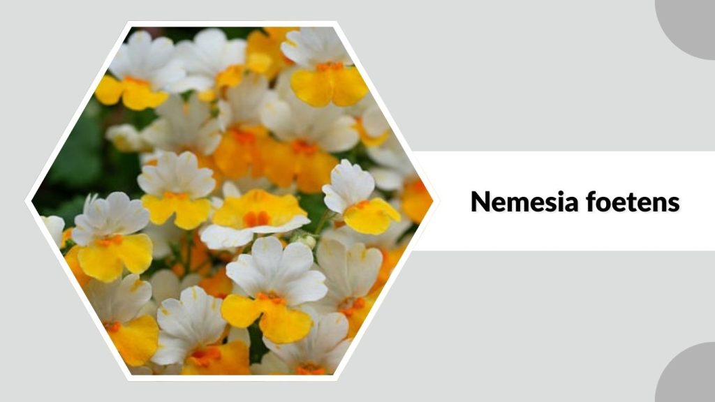Nemesia foetens