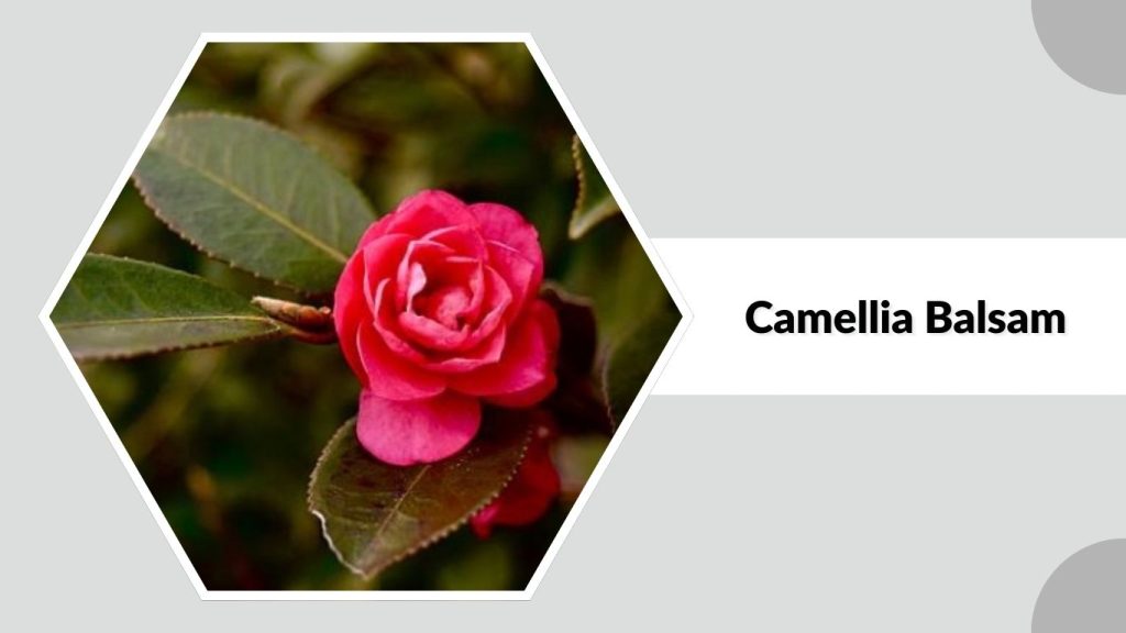  Camellia Balsam