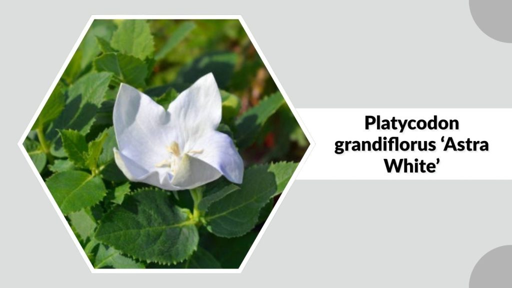 Platycodon grandiflorus ‘Astra White’