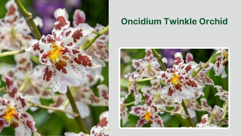 Oncidium Twinkle Orchid