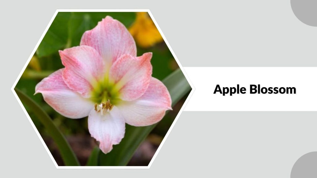 Apple Blossom