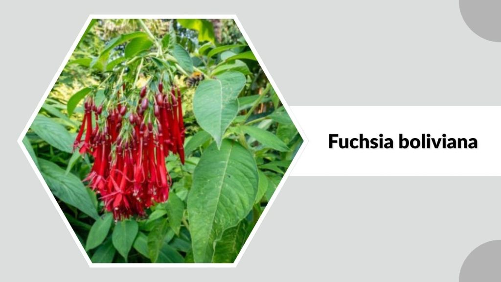 Fuchsia boliviana