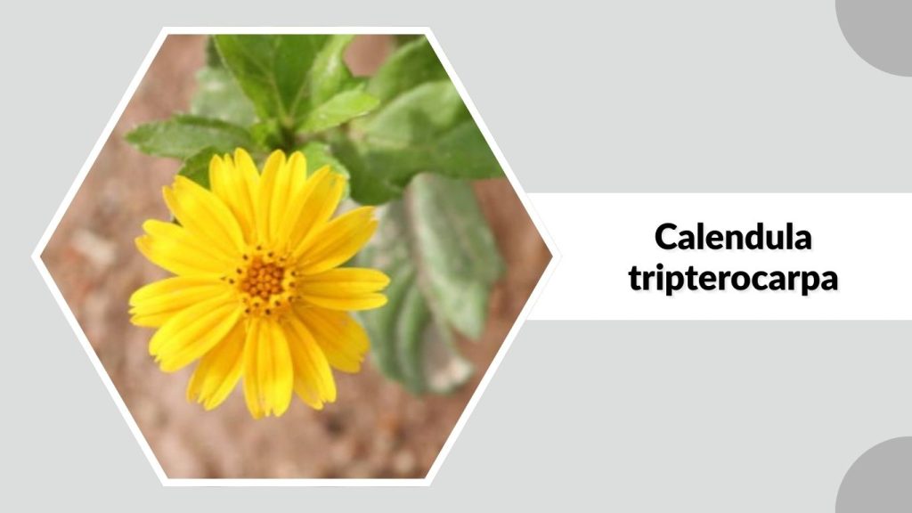  Calendula tripterocarpa 
