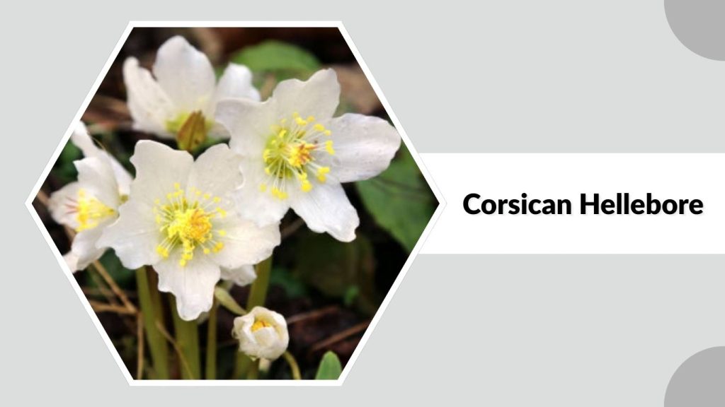 Corsican Hellebore