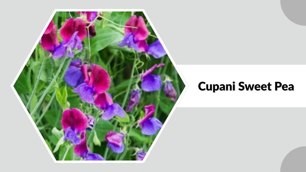  Cupani Sweet Pea