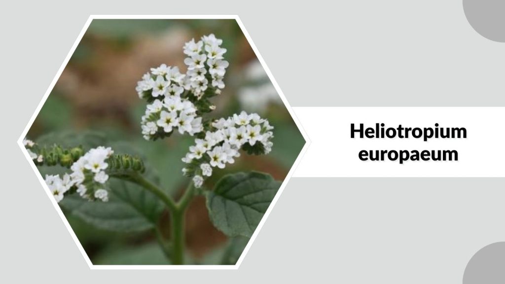 Heliotropium europaeum