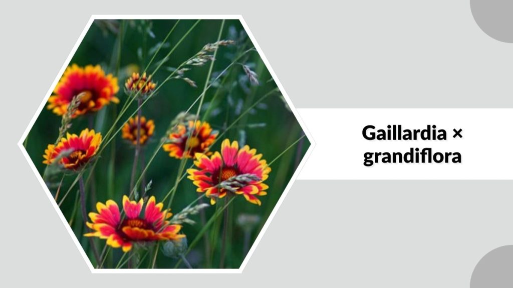 Gaillardia × grandiflora