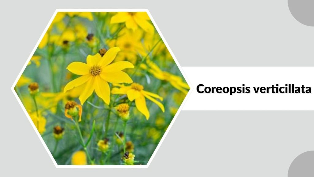 Coreopsis verticillata