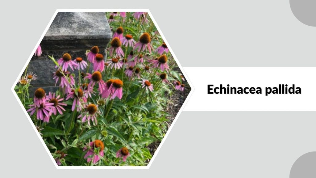 Echinacea pallida