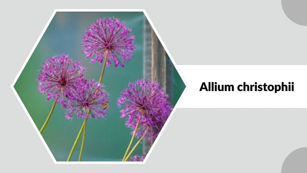 Allium christophii