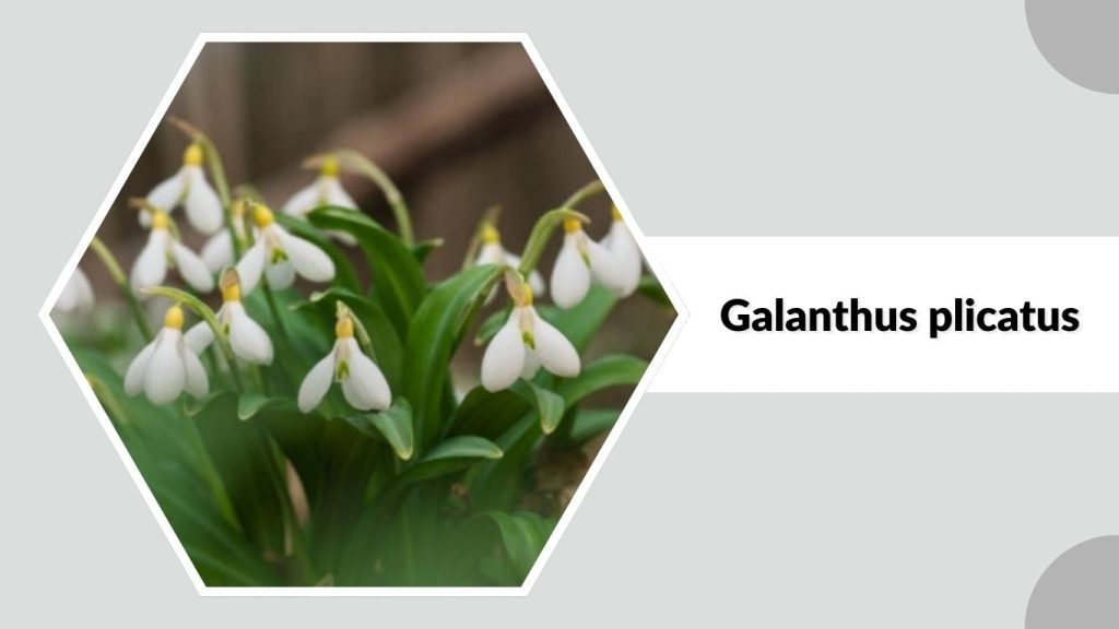 Galanthus plicatus 