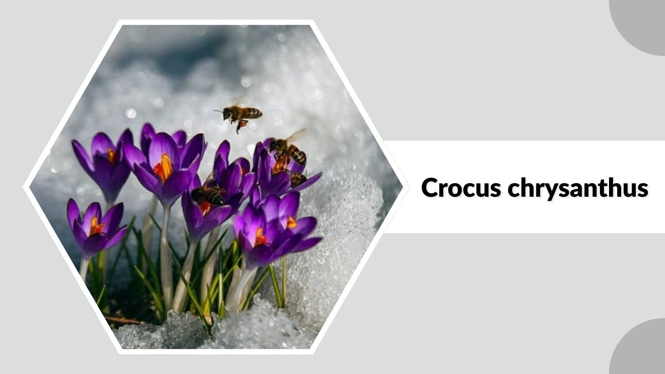 20 Types of Crocus Flowers: Identification with Pictures