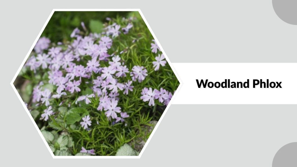  Woodland Phlox