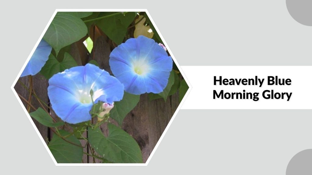 Heavenly Blue Morning Glory