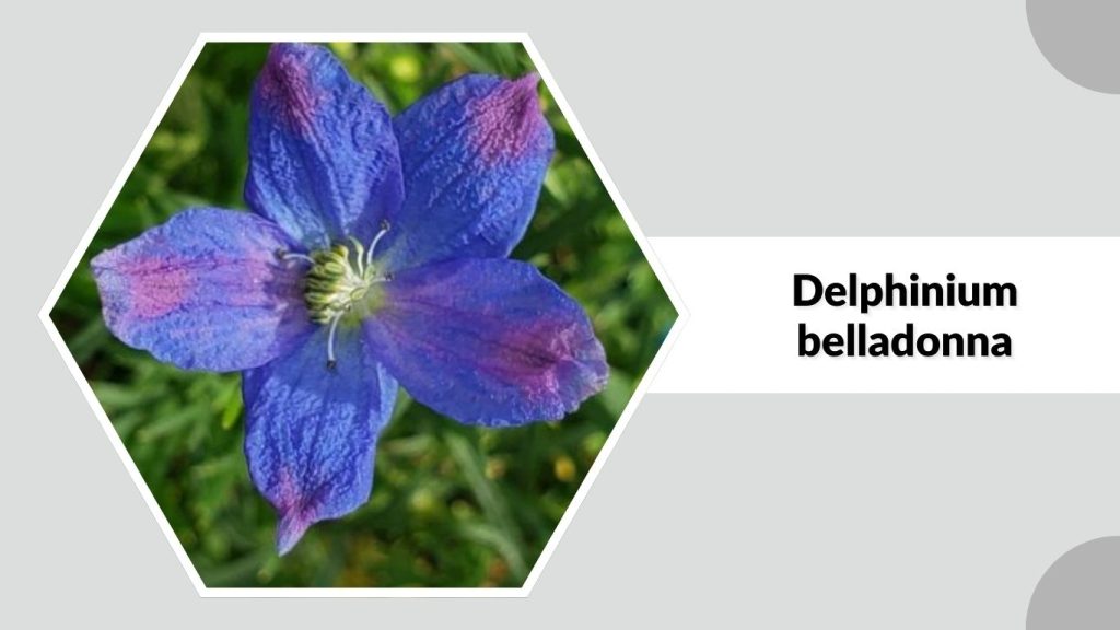 Delphinium belladonna