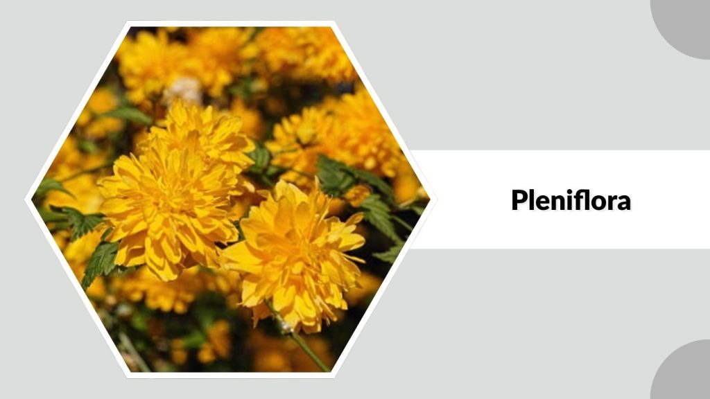 Alcea rosea ‘Pleniflora’