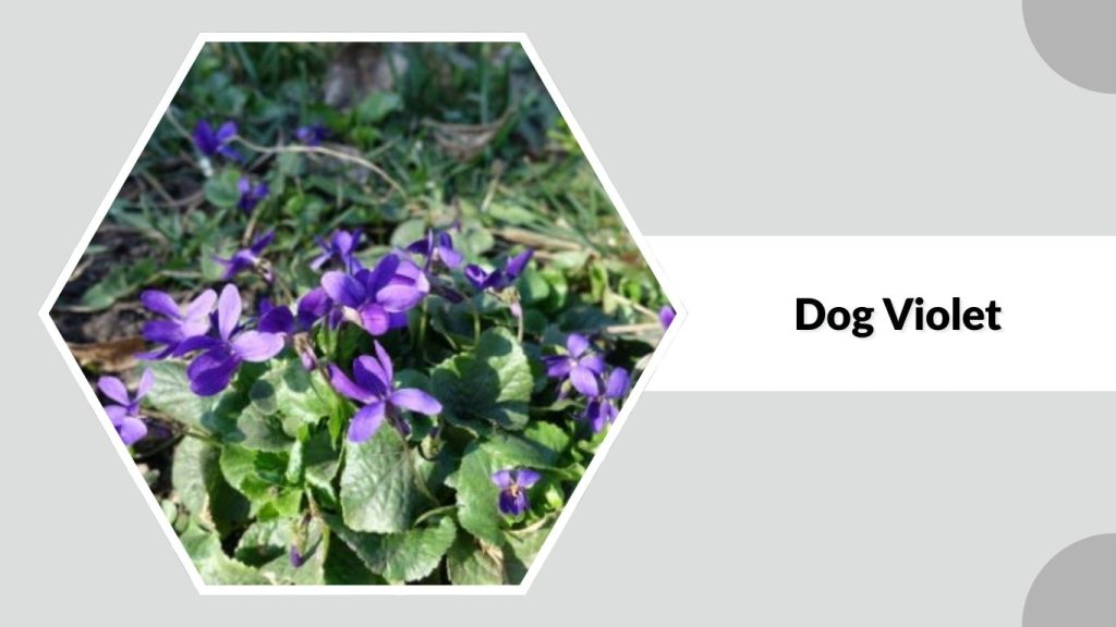 Dog Violet 