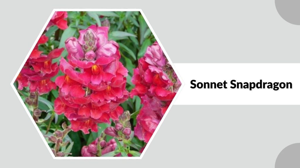 Sonnet Snapdragon