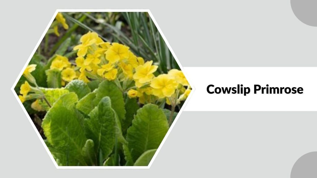  Cowslip Primrose