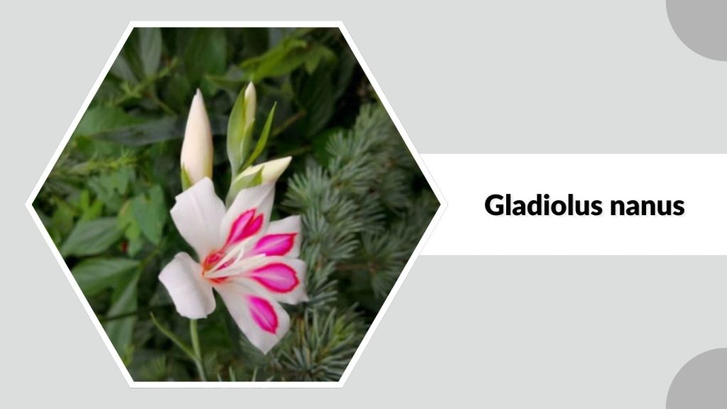 Gladiolus nanus