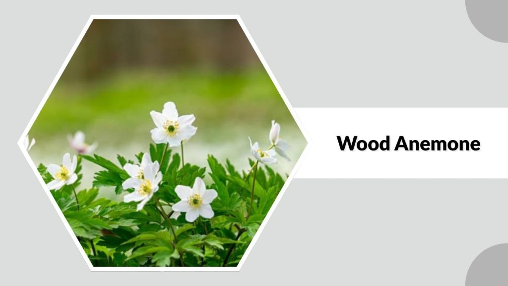 Wood Anemone