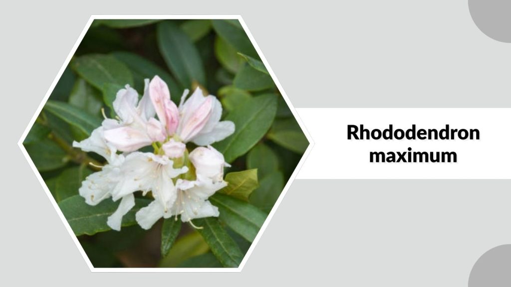 Rhododendron maximum