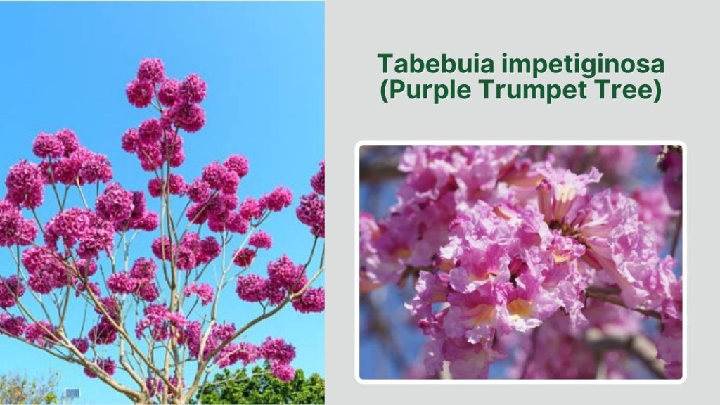 Tabebuia impetiginosa (Purple Trumpet Tree)