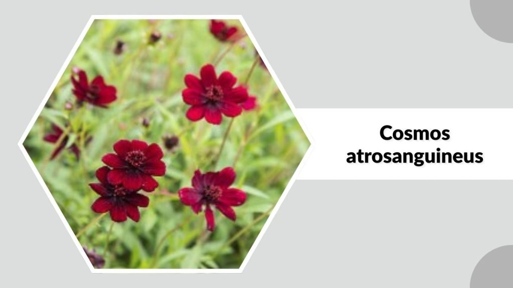 Cosmos atrosanguineus