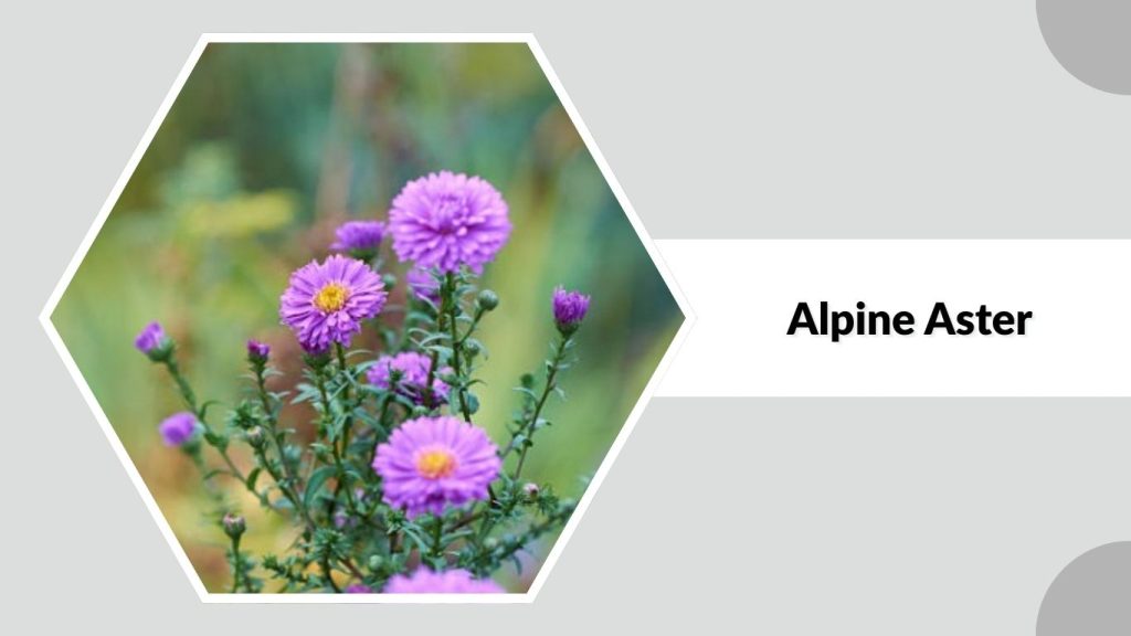 Alpine Aster